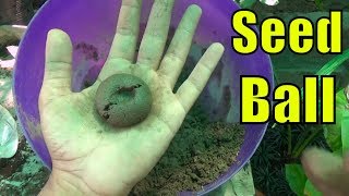 How to Make Seed Ball [upl. by Noelani]