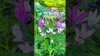 풍접초Cleome Hassleriana활짝 shorts 족두리꽃 SpiderFlower 풍접초 주말농장 gardening 쇼츠 쇼츠추천 아름다운 꽃멍 꽃 [upl. by Navada]