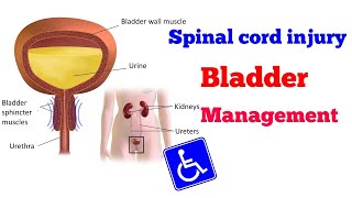 Spinal cord injury bladder Management [upl. by Welford]