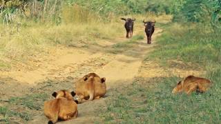 Wildebeest Walks Right Into Lions [upl. by Arobed]