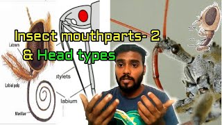 Insect mouthparts2 Insect head part3 Fundamentals class8 Entomology class English [upl. by Damick265]