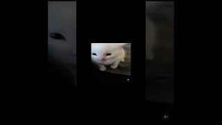 hi herbert cat funny memes cute kitten [upl. by Noedig112]