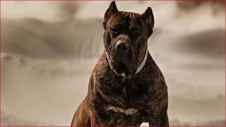 Presa canario strong dog videos compilation 2020 [upl. by Roselyn247]