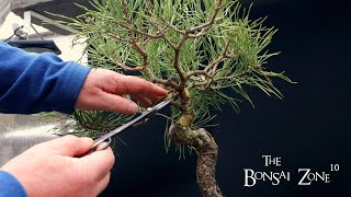 My Literati Style Scots Pine The Bonsai Zone Dec 2023 [upl. by Ramses]