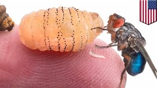 Gruesome video shows Botfly maggots emerge from Harvard researcher’s skin [upl. by Ilamad514]