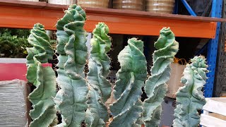 Cereus Forbesii Spiralis  Spiral Cactus [upl. by Morton405]