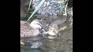 Reaction of baby ducks whose prey is eaten by the mother duck Predation of ducklings [upl. by Enitsyrhc306]