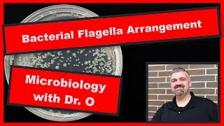 Bacterial Flagella Arrangements Microbiology [upl. by Auqinimod]