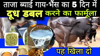 गायभैंस का 5 दिन में दूध डबल करने का फार्मूला Pashu ka dudh Kaise badhaen Vet all info [upl. by Kovar]