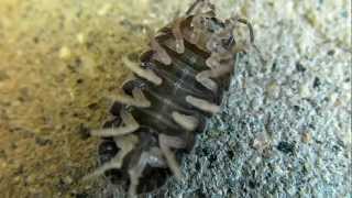 Woodlouse AKA Potato Bug or Sow Bug Stuck On His Back [upl. by Imhskal132]