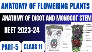 ANATOMY OF FLOWERING PLANTS  ANATOMY OF MONOCOT AND DICOT STEM  NEET 202324 CLASS11  PART5 [upl. by Laon]