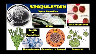 Reproduction in Organisms Class 12 Spore Formation NCERT CBSE NEET Biology Hindi Eng [upl. by Lemraj]