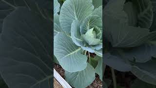 Brassicas in the Heat at I Reckon So Farm [upl. by Eoin27]