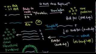 8 Replication of positive stranded RNA virus [upl. by Ahsir]