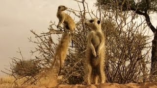 Funny Meerkats [upl. by Sindee]