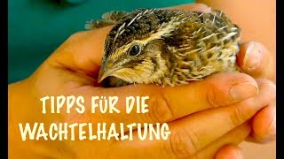 Die besten Tipps für die Wachtelhaltung mit Verena Wachteln Fütterung Zucht Haltung Eier Stall [upl. by Chessa14]