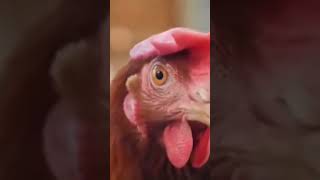 Rooster vs hen difference shorts shortsfeedanimalmoments animalworld4k wildworld [upl. by Noyes]