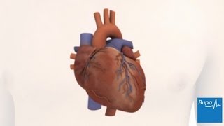 How the heart works  Bupa Health [upl. by Lecrad634]