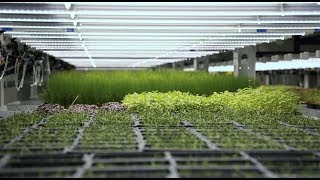 Vertical Farming Set to Boost UAEs Domestic Food Production [upl. by Eeleak]