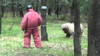 Komondor fights Man defending – TEST 16 – Ciklon [upl. by Tannenwald605]