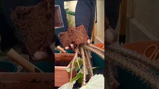 How to Grow a Begonia from Cuttings [upl. by Margaret627]