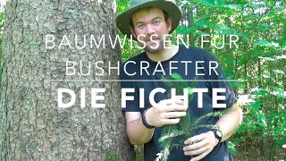 Gemeine Fichte Picea abies Teil 1 Bestimmung und Verbreitung Baumwissen für Bushcrafter [upl. by Yrrah7]