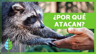 ¿Los MAPACHES son AGRESIVOS 🦝  Ataques de Mapaches a Personas [upl. by Itak168]