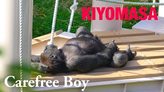 Higashiyama Zoo Gorillas  Shabani Family 20181114 ③ [upl. by Rotow]