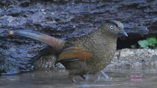 Blue winged Laughingthrush [upl. by Kinnard]