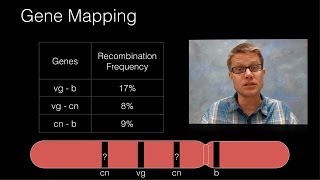 Genetic Recombination and Gene Mapping [upl. by Oravla]