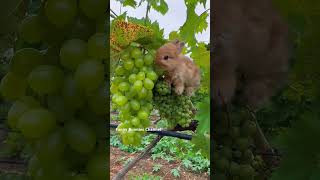 Cute bunny eating grapes🍇viralvideo bunny [upl. by Sonnie831]