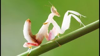 Fascinants insectes  Manger ou être mangé Documentaire animalier 2018 [upl. by Eahcim]