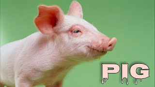 Pig sounds pig oinking pig grunting [upl. by Cynarra11]