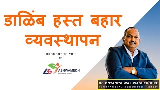 डाळिंब हस्त बहार व्यवस्थापन  Dalimb Hastabahar Vyavasthapan [upl. by Beeson]