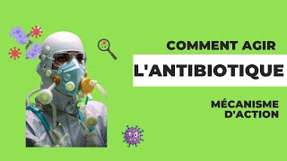 Laction des antibiotiques [upl. by Emmalee770]