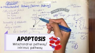 ApoptosisMitochondrial pathwayIntrinsic pathway UrduHindi ENGLISH SUBS [upl. by Ahsenad]