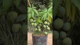 New technique of growing mango plant mango mangografting grafting farming viral shorts [upl. by Maxine]