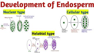 Development of Endosperm Hindi  Reproduction in Lower amp Higher Plants [upl. by Daffodil711]