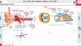 Biyoloji 2  İnsan Fizyolojisi Duyu Organları 2 🧫 [upl. by Nnaytsirk321]