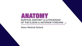 Surface anatomy and ultrasound of the elbow and anterior forearm [upl. by Elvia]