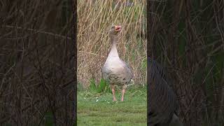 Greylag Goose Calling shorts [upl. by Donnelly]