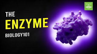 Enzymes  Biology101 [upl. by Eselahs670]