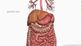 Introduction to the Digestive System Part 4  Accessory Organs  3D Anatomy Tutorial [upl. by Anialeh]