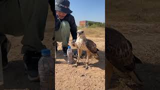 How amazing of hawk eagleeagle shortvideo training fbreels video [upl. by Nogas718]