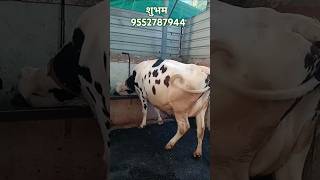 खात्रीशीर गायी 🐄 खारिदी साठी संपर्क करा  cow cowmilk farming shorts viral shetkariboy hf [upl. by Auerbach694]