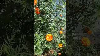 Marigold flowerflowers gardening greengarden [upl. by Eda]