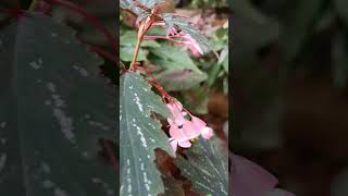 Begonia Flower plant 🌸 garden floweringplant 💖 [upl. by Okechuku]