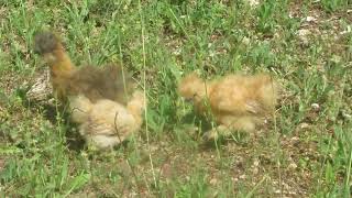 Silkie chicks [upl. by Nawak832]