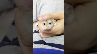 小福Siu Fook太乖巧了．倉鼠．小露寶．小路寶．老公公鼠 pets 可愛い animals cute 動物 kawaii [upl. by Wolram]