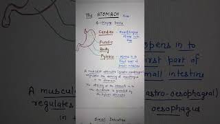 Alimentary CANAL Class 11 Biology Ch16 Digestion [upl. by Nealson118]